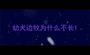 幼犬边牧为什么不长