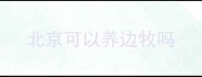 北京可以养边牧吗