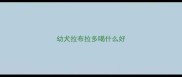 幼犬拉布拉多喝什么好