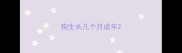 狗生长几个月成年
