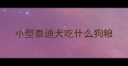 小型泰迪犬吃什么狗粮
