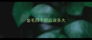 金毛四个月应该多大
