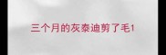 三个月的灰泰迪剪了毛