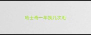 哈士奇一年换几次毛