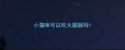 小猫咪可以吃火腿肠吗