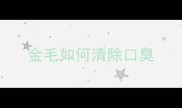 金毛如何清除口臭