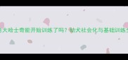 两个月大哈士奇能开始训练了吗幼犬社会化与基础训练全攻略
