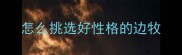 怎么挑选好性格的边牧