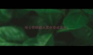 哈士奇眼睛从黑色变成蓝色