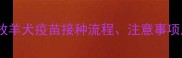 边牧疫苗全攻略边境牧羊犬疫苗接种流程注意事项及常见问题附时间表