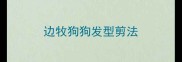边牧狗狗发型剪法