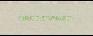 狗狗打了疫苗后感冒了