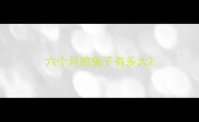六个月的兔子有多大