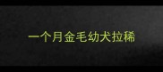 一个月金毛幼犬拉稀