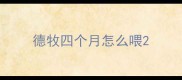 德牧四个月怎么喂