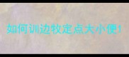 如何训边牧定点大小便