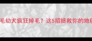 三个月金毛幼犬疯狂掉毛这5招拯救你的地毯
