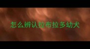 怎么辨认拉布拉多幼犬