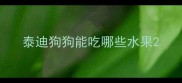 泰迪狗狗能吃哪些水果