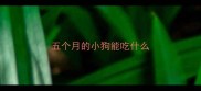 五个月的小狗能吃什么
