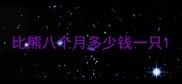 比熊八个月多少钱一只