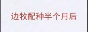 边牧配种半个月后
