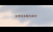拉布拉多尾巴姿态