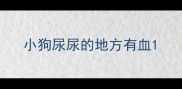 小狗尿尿的地方有血