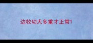 边牧幼犬多重才正常