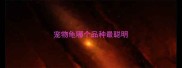 宠物龟哪个品种最聪明