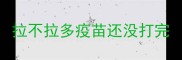 拉不拉多疫苗还没打完