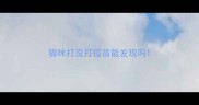 猫咪打没打疫苗能发现吗