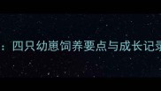 金蟾蜍家庭养殖全攻略四只幼崽饲养要点与成长记录附新手必看指南
