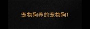 宠物狗养的宠物狗