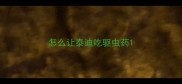 怎么让泰迪吃驱虫药
