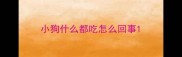 小狗什么都吃怎么回事