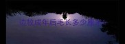 边牧成年后毛长多少厘米
