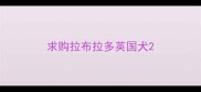 求购拉布拉多英国犬