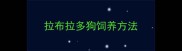 拉布拉多狗饲养方法
