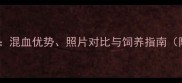 双血统哈士奇混血优势照片对比与饲养指南附高清图谱