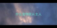什么宠物鼠认主人