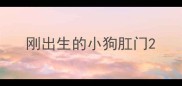 刚出生的小狗肛门