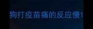 狗打疫苗痛的反应慢