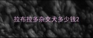 拉布拉多杂交犬多少钱
