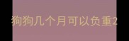 狗狗几个月可以负重