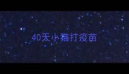 40天小猫打疫苗