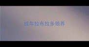 成年拉布拉多领养