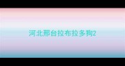 河北邢台拉布拉多狗