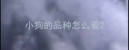 小狗的品种怎么看