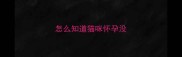 怎么知道猫咪怀孕没